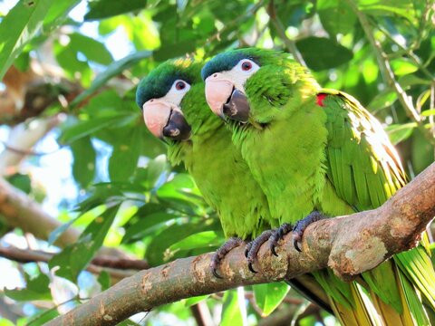 PAREJA DE COTORRAS