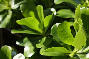 沖縄県宮古島　海岸の風景　波　クサトベラ
