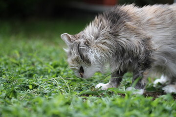 Naklejka na ściany i meble calico and white cat outdoors with green plants garden fur longhair