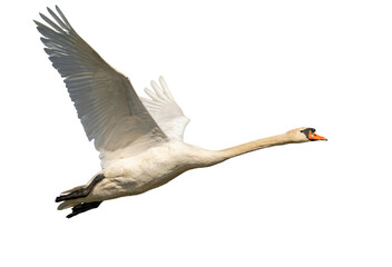 swan flying isolated on transparent background Close-Up  