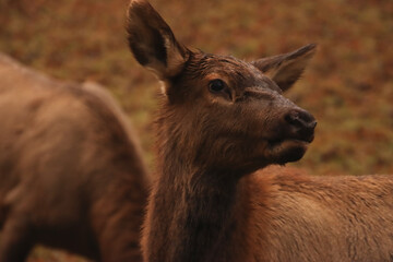 Elk Looking Back