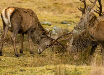 Scottish red deer stags rutting with antlers clashing in the scottish highlands