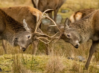 Scottish red deer stags rutting with antlers clashing in the scottish highlands