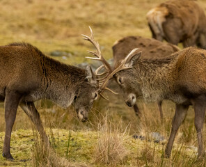 Scottish red deer stags rutting with antlers clashing in the scottish highlands