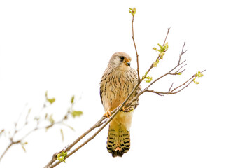 common kestrel Falco tinnunculus isolated on white background