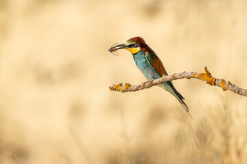European bee-eater (Merops apiaster) on a branch