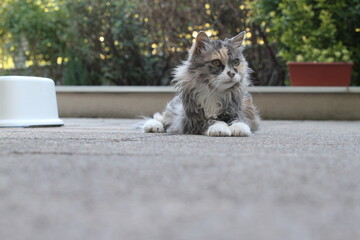 calico and white cat outdoors with green plants garden fur longhair