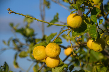 juicy lemons on branches in a garden in Cyprus in winter 5