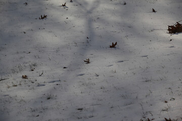 Spring Snow
