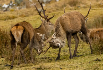 Scottish red deer stags rutting with antlers clashing in the scottish highlands