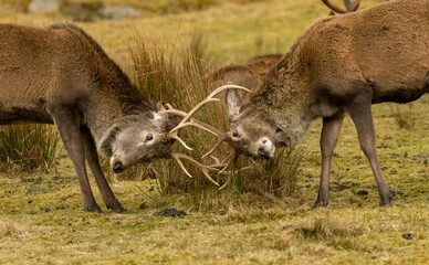 Scottish red deer stags rutting with antlers clashing in the scottish highlands