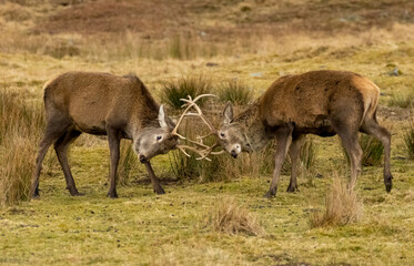 Scottish red deer stags rutting with antlers clashing in the scottish highlands