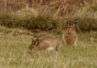 Obraz na płótnie Canvas Two wild brown hares together in a filed