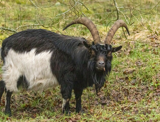 Close up of wild goats in the forest with large horns