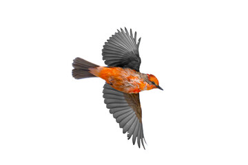 Vermilion Flycatcher (Pyrocephalus rubinus) High Resolution Photo, in Flight, on a Transparent PNG background - 738961537