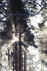 sun in the forest