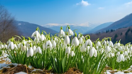 Obraz premium Snowdrop flowers in the mountains in spring. Snow on the ground. Beautiful sunny day. AI Generated 