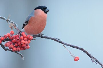 Eurasian bullfinch on branch with fruits of hunters rowan