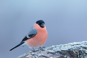 Male common bullfinch on frozen log