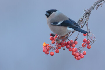 Eurasian bullfinch on branch with fruits of hunters rowan