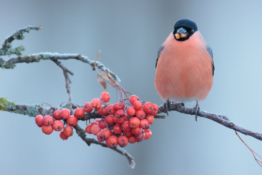 Eurasian bullfinch on branch with fruits of hunters rowan