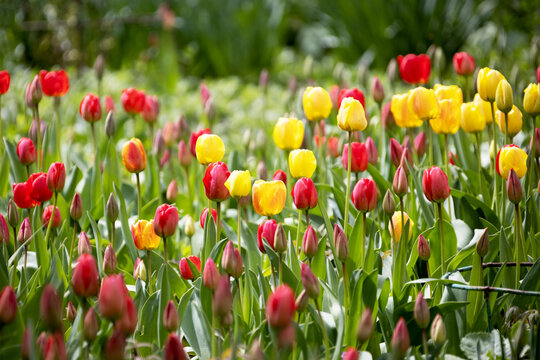 Beautiful spring flowers. Red and yellow tulips. Beautiful background blur, selective focus