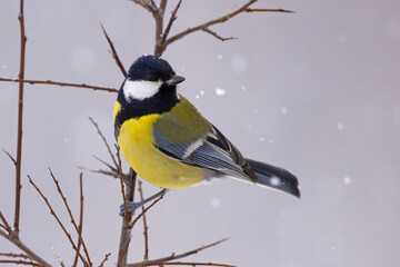 Naklejka premium Bogatka (Parus major)