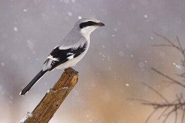 Srokosz (Lanius excubitor) - obrazy, fototapety, plakaty