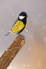 Bogatka (Parus major)