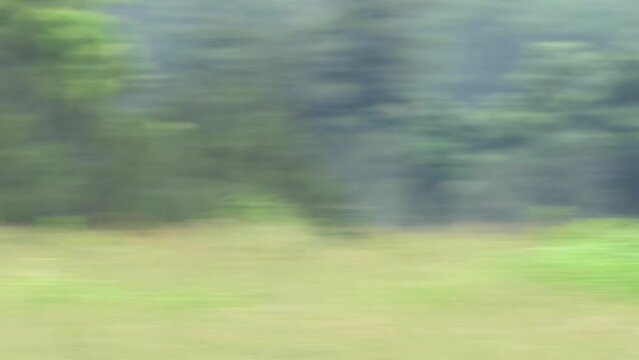 Telephoto, whip pan shot, of out of focus trees and grass whizzing by quickly from left to right