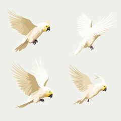 Cockatoo | Minimalist and Simple set of 4 flat White background - Vector illustration