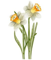Bouquet of bright yellow daffodils or narcissus. Hand drawn watercolor flower illustration. Isolated on white background.