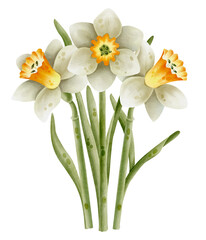 Narcissus flowers isolated on white background. Watercolor illustration. Spring yellow flower for Easter.