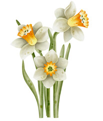 Hand-drawn bouquet of white daffodil flowers. Watercolor botanical illustration  Narcissus. Spring flower,  Easter. 