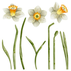 Daffodils hand-drawn watercolor illustration set isolated on white background. Daffodil flowers heads and stems with leaves. 