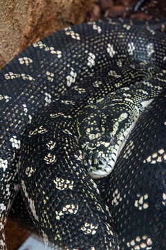 Diamantpython (Morelia spilota spilota)