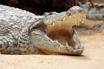 Nilkrokodil (Crocodylus niloticus) - 738971912
