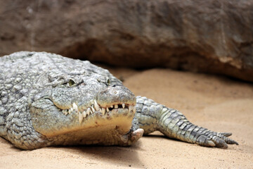Nilkrokodil (Crocodylus niloticus) - 738971916