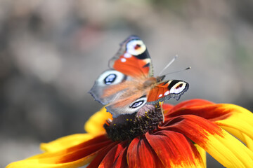 Butterfly on the Rudbeckia hirta yellow flowers in a summer garden. Black-eyed Susan plants in flowering season.