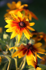 Rudbeckia hirta yellow flowers in a summer garden. Black-eyed Susan plants in flowering season.