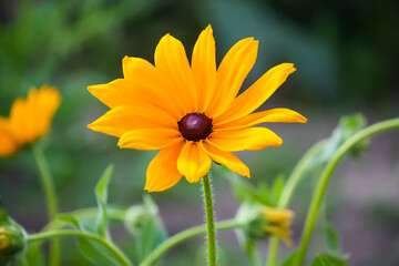 Rudbeckia hirta yellow flowers in a summer garden. Black-eyed Susan plants in flowering season.