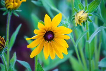 Rudbeckia hirta yellow flowers in a summer garden. Black-eyed Susan plants in flowering season.