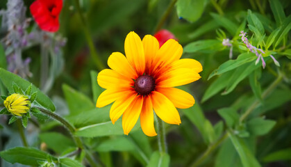 Rudbeckia hirta yellow flowers in a summer garden. Black-eyed Susan plants in flowering season.