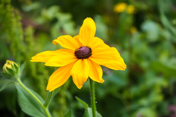 Rudbeckia hirta yellow flowers in a summer garden. Black-eyed Susan plants in flowering season.