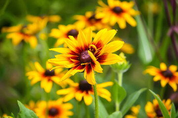 Rudbeckia hirta yellow flowers in a summer garden. Black-eyed Susan plants in flowering season.