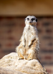 Meerkat (Suricata suricatta) in Southern Africa