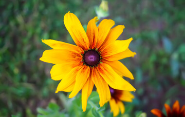 Rudbeckia hirta yellow flowers in a summer garden. Black-eyed Susan plants in flowering season.
