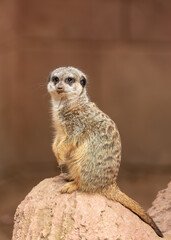 Fototapeta premium Meerkat (Suricata suricatta) in Southern Africa