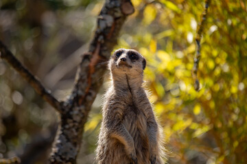 Fototapeta premium Meerkat (Suricata suricatta) in Southern Africa