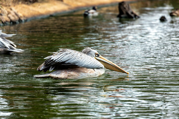 Pink-backed Pelican (Pelecanus rufescens) in Sub-Saharan Africa